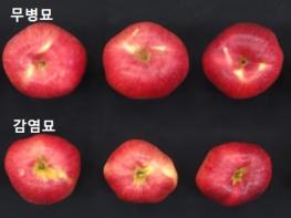 농식품부, 과수 바이러스와의 전쟁, 묘목 무병화 기술로 압승! 기사 이미지
