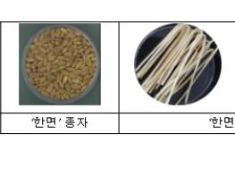 농촌진흥청, 국산 면용 밀 '한면' 첫선…파종 연시회 및 제품 소개 기사 이미지