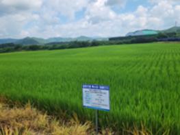 농촌진흥청, 국산 증류주용 '주향미', 민관 협업으로 산업화 '시동' 기사 이미지