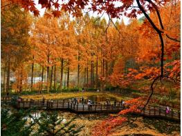 단풍은 절정인데 진입로는 극심 정체  장태산휴양림 한 달간 교통대책 추진 기사 이미지