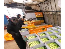 천안시, ‘하늘그린오이’ 본격 출하… 전국 최대 기사 이미지