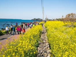 서귀포시, 시민과 관광객 설레게 할 봄꽃축제 릴레이 기사 이미지