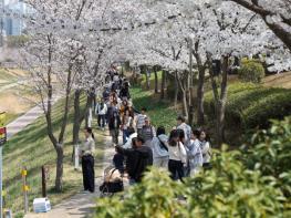 김해시 “핑크빛 설렘으로 물든 율하천” 제7회 율하벚꽃축제 성황리 개최 기사 이미지
