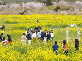 서귀포시, 제43회 서귀포유채꽃축제 성료 기사 이미지
