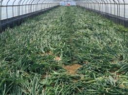 경남농업기술원, 지금 가장 맛있을 때 달콤한 햇양파 본격 출하 기사 이미지