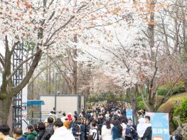 인천 중구, ‘2026년 자유공원 벚꽃축제’ 성황리 개최 기사 이미지