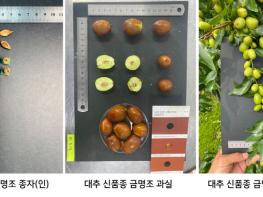 충북농기원, 대추 신품종 ‘금명조’ 개발 기사 이미지