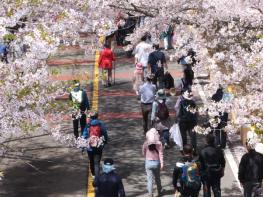 옹진군 북도면, 제13회 장봉도 벚꽃축제 성황리에 마쳐 기사 이미지