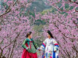 복사꽃 물든 영천의 봄, 전국 사진작가 시선 사로잡다! 기사 이미지