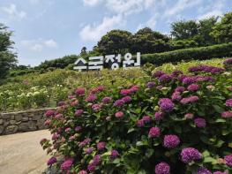 바다 건너 만나는, 신안 2026 섬 수국축제 개막 기사 이미지