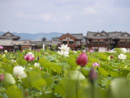 황리단길 옆 황남고분 연꽃 만개… 여름 경주 대표 풍경으로 '눈길' 기사 이미지