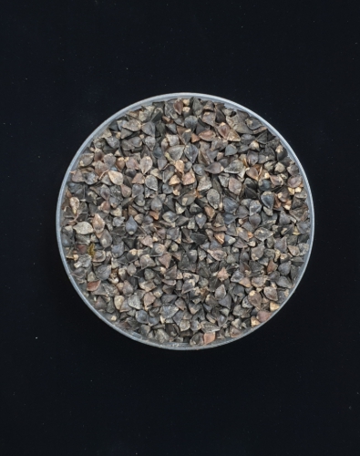 제주 메밀의 숨겨진 힘! 항비만·항산화·항염 효능 입증 기사 이미지