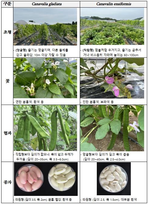 농촌진흥청, 도두 어린 꼬투리, 식품 원료 기준 개선 및 신규 자원 등재 기사 이미지