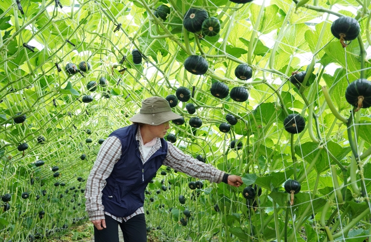 해남군, 해남 밤호박 활용한 당뇨환자용 식단형 식품 개발 기사 이미지